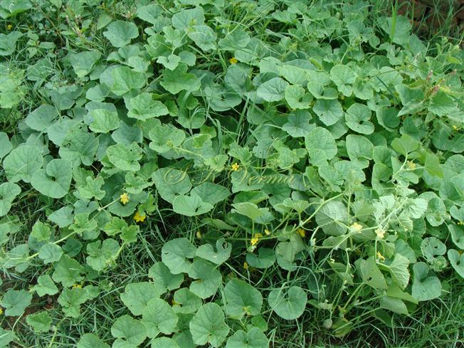  Plant